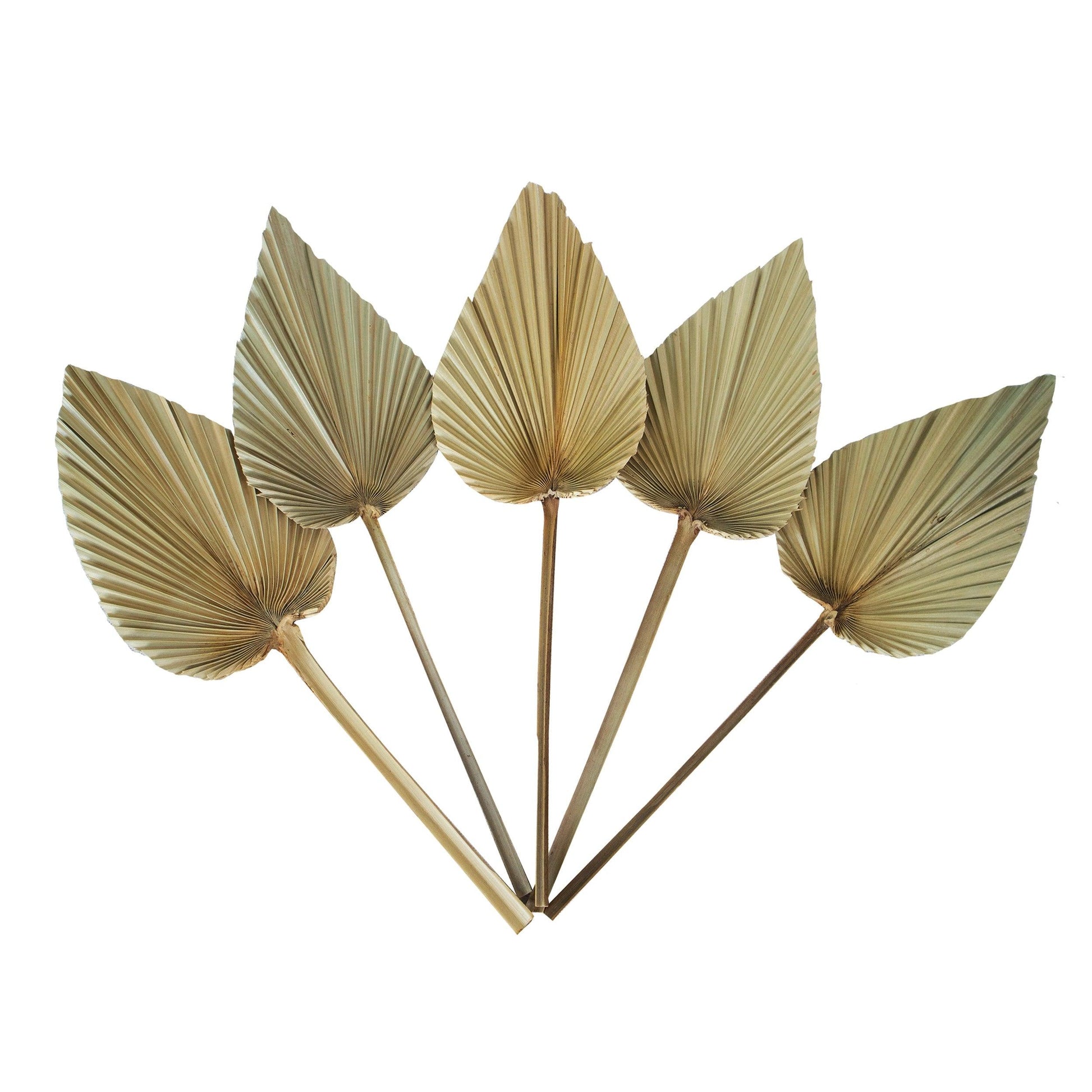 Dried Palm Leaves by Made Terra - Haven